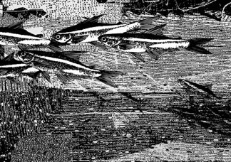 Xu Xu 徐旭
Go Forward Fish the Second
Screenprint 550mm x 780mm Xu Xu 徐旭
Go Forward Fish the Second
Screenprint 550mm x 780mm